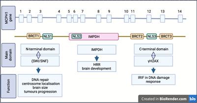 The emerging role of MCPH1/BRIT1 in carcinogenesis